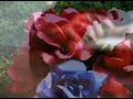 No More Roses