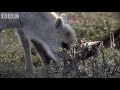 Wolves hunting Caribou - Planet Earth - BBC wildlife