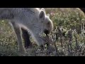 Wolves hunting Caribou - Planet Earth - BBC wildlife