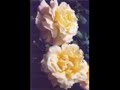 Roses For Mama