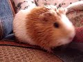 lulu