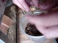 Nacimiento camaleon criollo