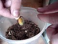 Nacimiento camaleon criollo
