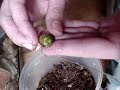 Nacimiento camaleon criollo