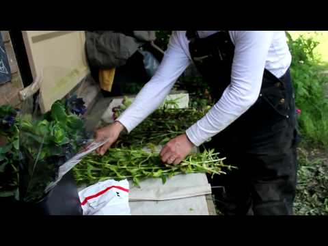 how to harvest flowers