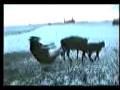 videos de cow humping fall over (comedy)
