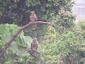 Black Kites in the rain