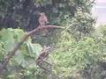 Black Kites in the rain