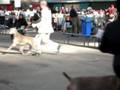 videos de 20081025_Utrecht_Best male