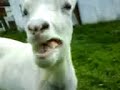 Kanikuly by KOZA