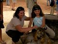 Tiger Temple Tiger Attacks