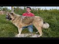 caucasian shepherd