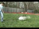 Two Awesome Ninjas Fighting