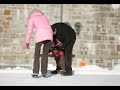 La patinoire D'Youville La patinoire D'Youville