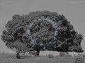 acoustic guitar Dead Can Dance - Black Sun (by Zso