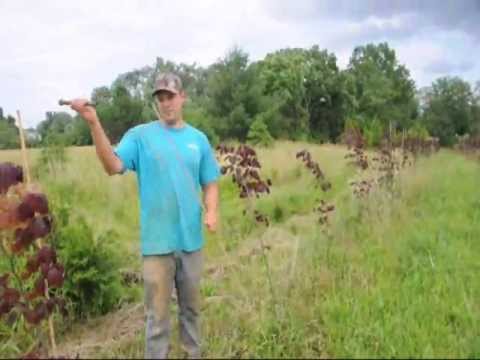 how to fertilize redbud trees