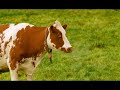 Tine Engfrisk - Extra HQ - Ny reklame / New commercial