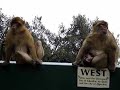 Monkeys in Gibraltar Monkeys in Gibraltar