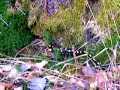 Salamandra