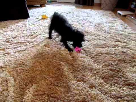 Emmy..Playful happy friend!!