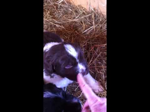 Brown and White Landseer