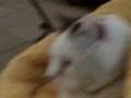 videos de carmelo 3.3gp