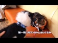 大ピンチ!?リキちゃん頂上決戦in動物病院【リキちゃんねる 猫動画】 犬のぬいぐるみ&マダニのおもちゃ はた動物病院