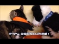 大ピンチ!?リキちゃん頂上決戦in動物病院【リキちゃんねる 猫動画】 犬のぬいぐるみ&マダニのおもちゃ はた動物病院