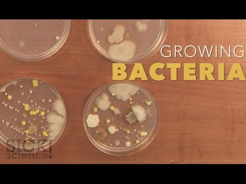 how to grow bacteria