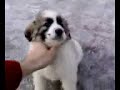 Pies Popocz Pies Popocz