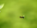 Minuscule dragonfly an wasp in race Minuscule dragonfly an wasp in race