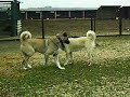 KANGAL GURRAH VON BOZKENNEL