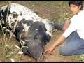 El chupacabras argentino