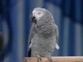 LORO COTORRO ANIMAL INTELIGENTE IMITADOR