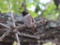 Hummingbird Video