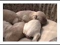 1 week old cocker spaniel puppies 1 week old cocker spaniel puppies