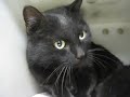 Debbie's Shelter Video -- Meet Black British Shorthair Mix Debbie the Cat! Debbie makes biscuits!