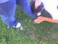 Joes Wedgie lol 