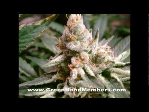 how to grow ak 47 weed