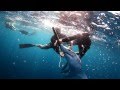 Saving Sharks in the Baja Peninsula | Pelagic Life ...