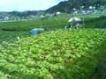 ppdg planning - strawberry farm