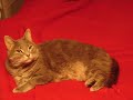 Miss Kitty Arms Of The Angle