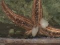 Starfish Eating Starfish Eating