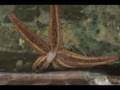 Starfish Eating