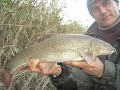 November barbel from the middle River Severn November barbel from the middle River Severn