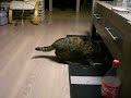 Click here to watch this video Sprot, Kangeroo Cat