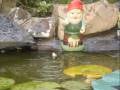 videos de It's Not Much Fun Being A Gnome  (The Gnome Song)