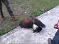 IL faconiere di Codana