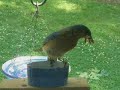 Mealworm Buffet