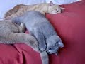 My British Shorthair cat Nuvola